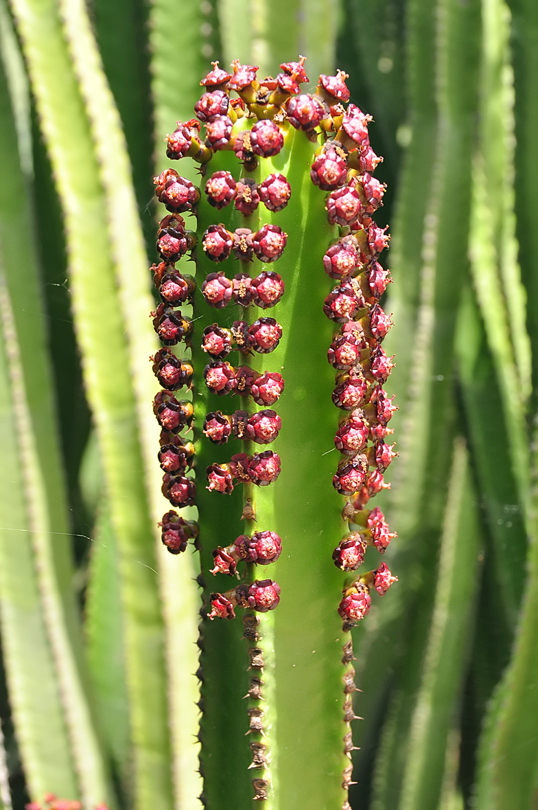 Euphorbia canariensis