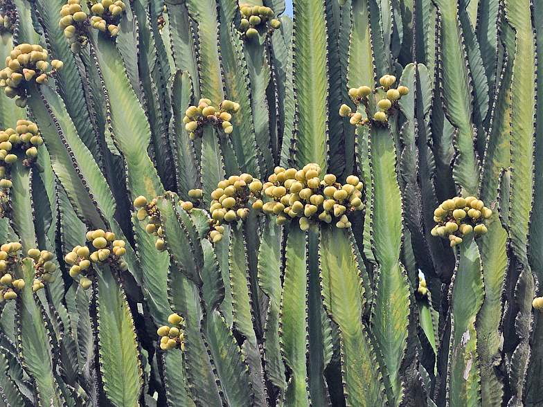 Euphorbia canariensis