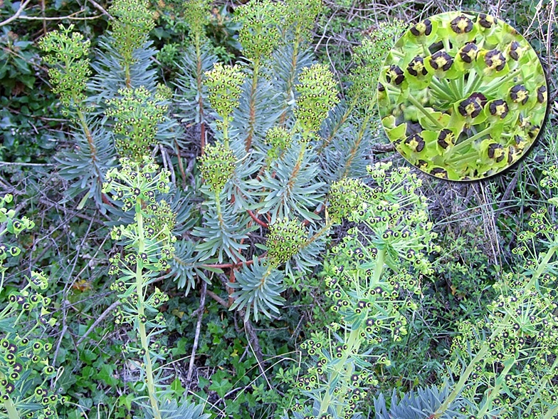 Euphorbia characias