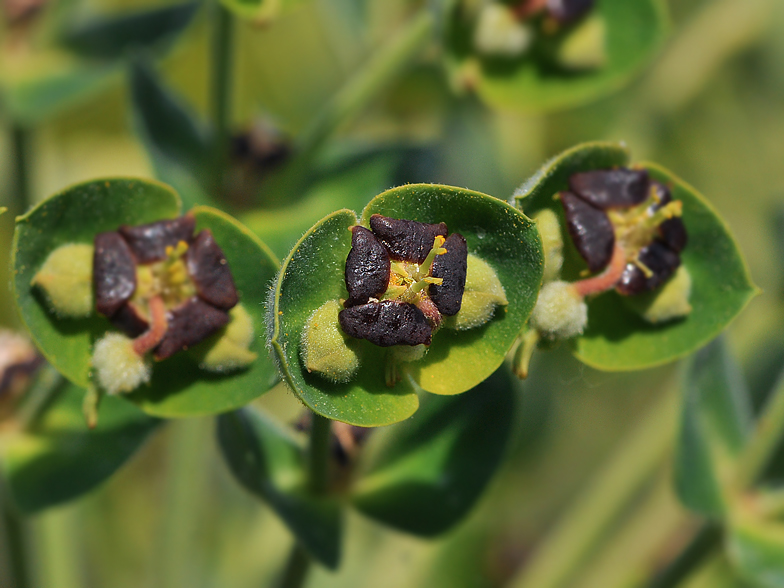 Euphorbia characias