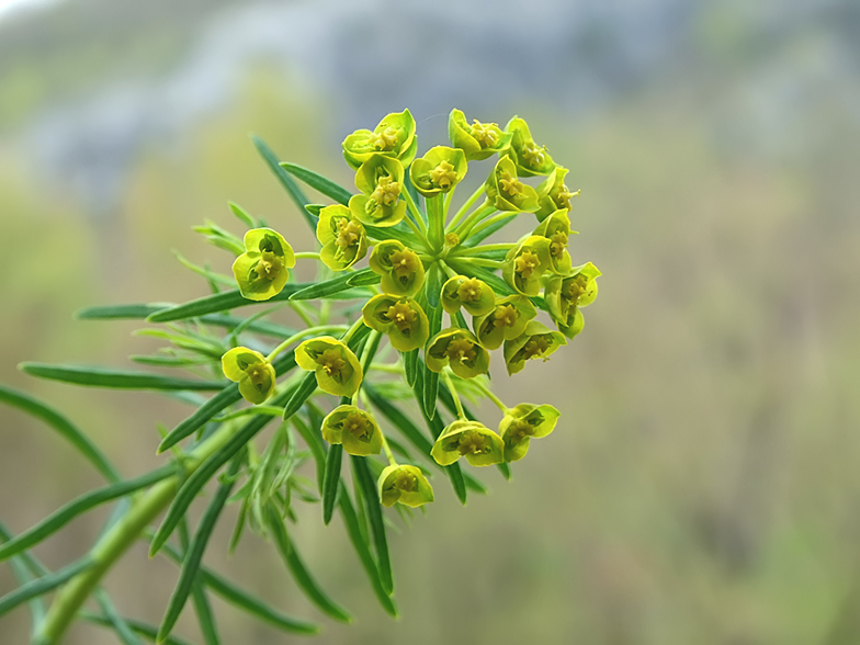 Euphorbia cyparissias