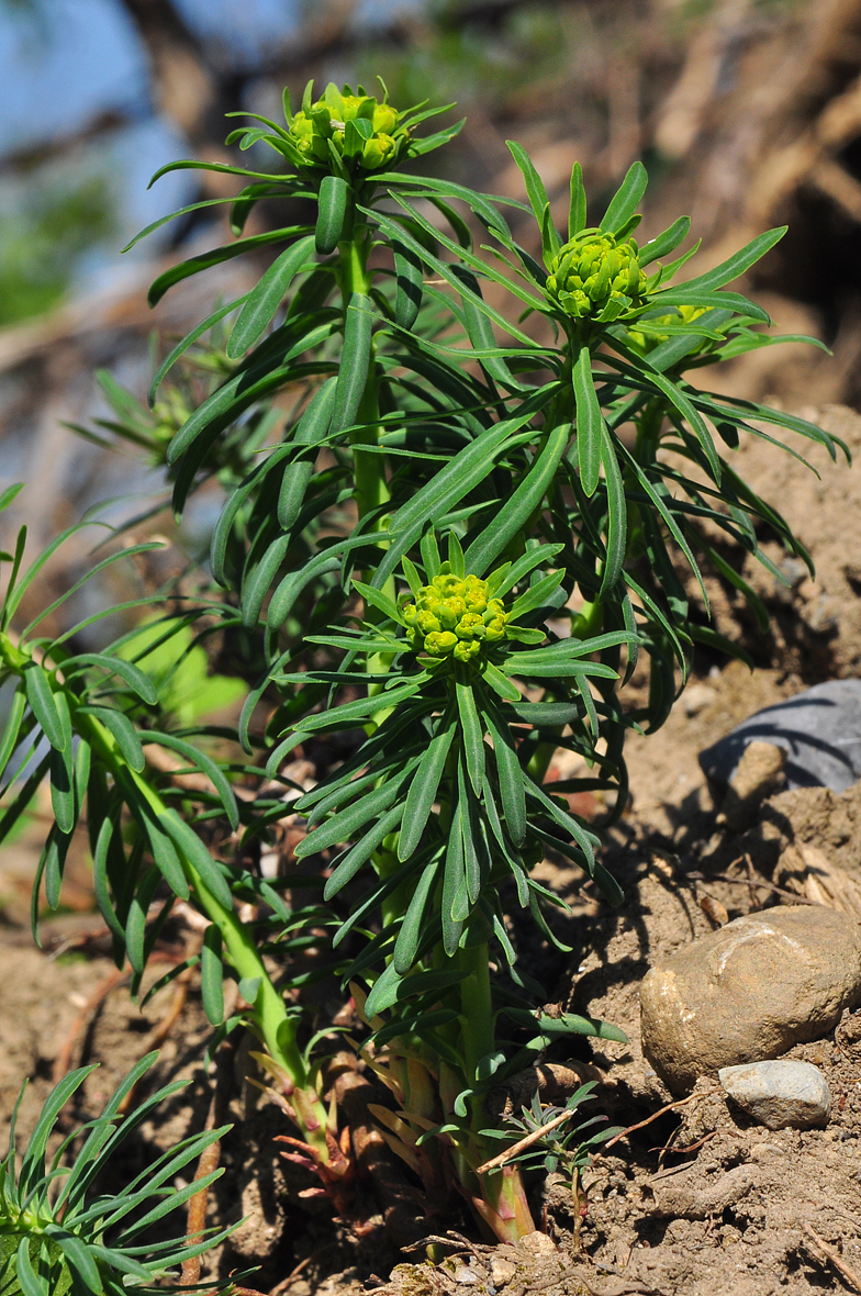 Euphorbia cyparissias