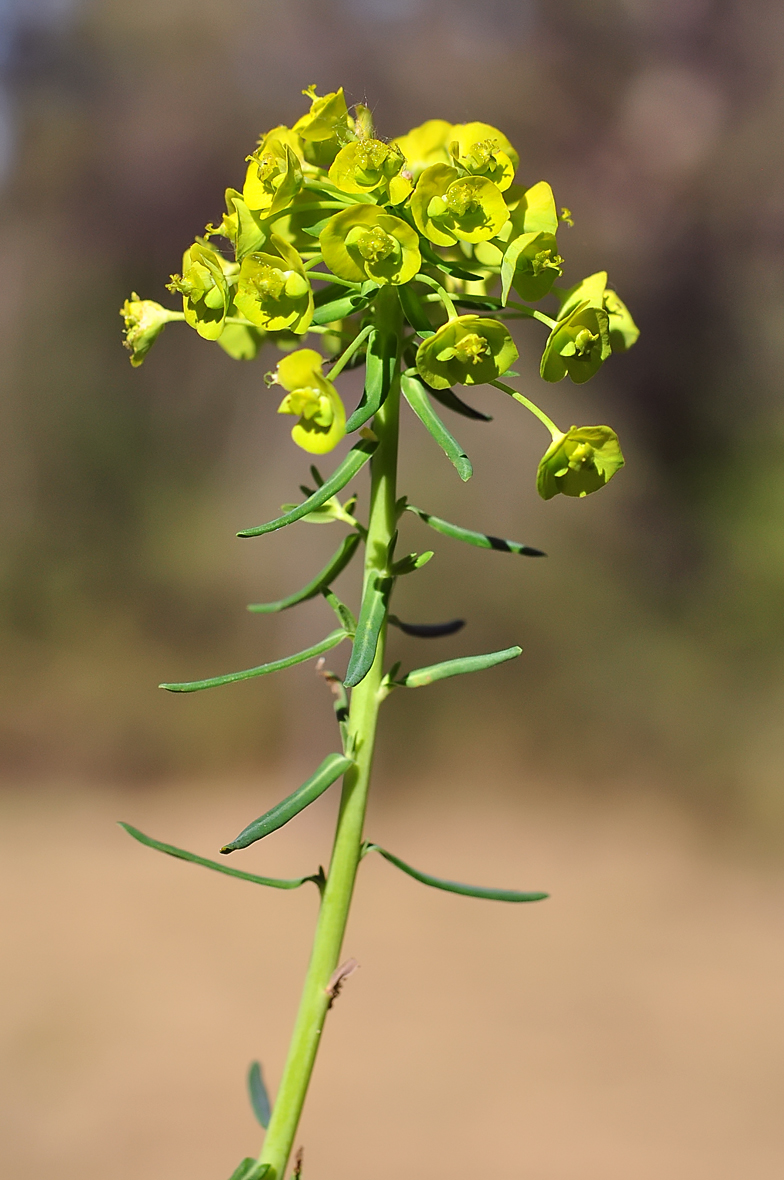 Euphorbia cyparissias