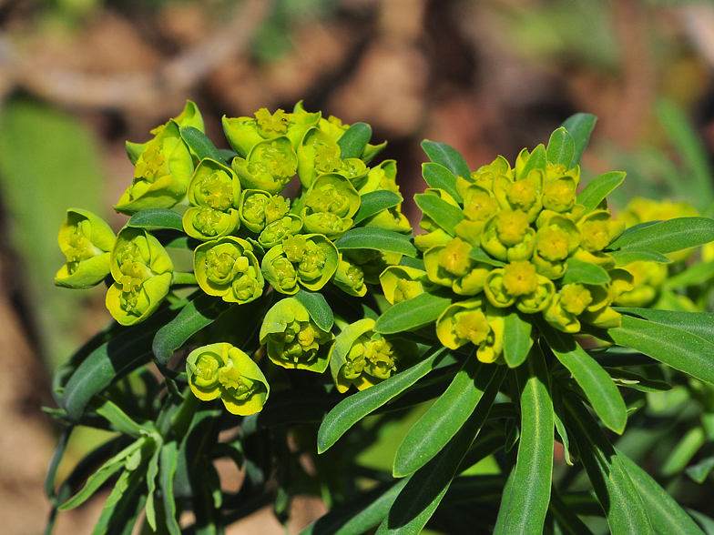 Euphorbia cyparissias