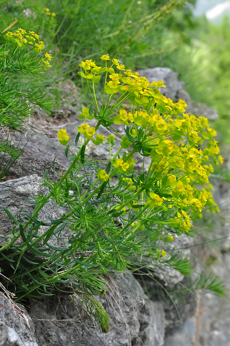 Euphorbia cyparissias