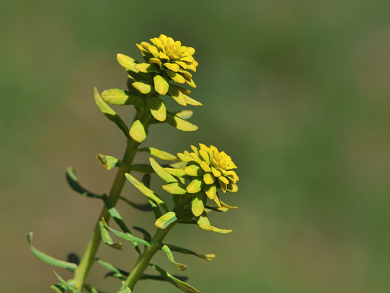 Euphorbia cyparissias