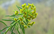 Euphorbia cyparissias