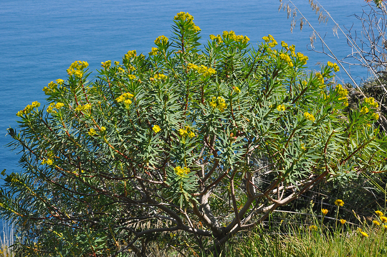 Eupborbia dendroides