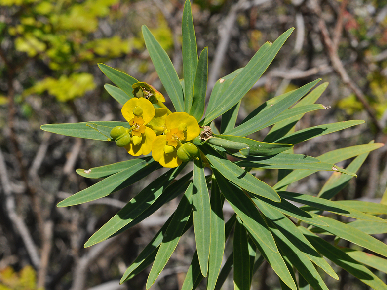 Euphorbia dendroides