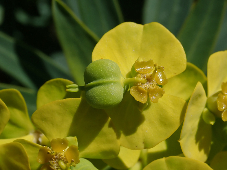 Euphorbia dendroides