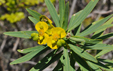 Euphorbia dendroides