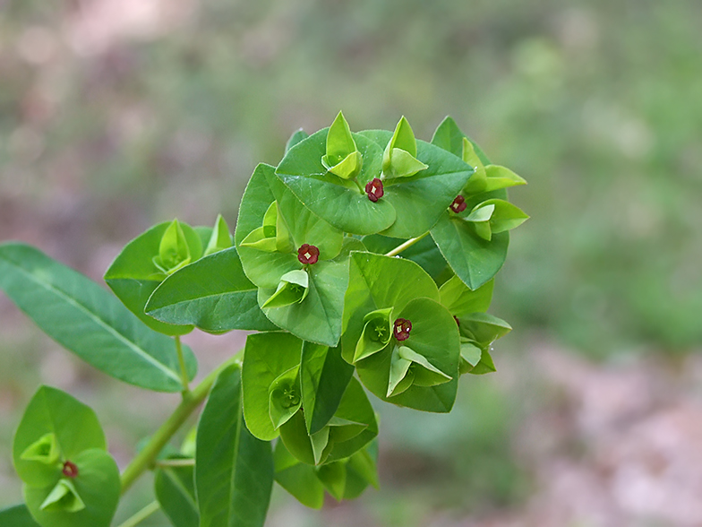 Euphorbia dulcis