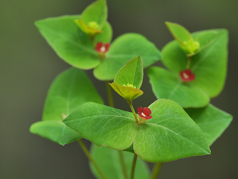 Euphorbia dulcis