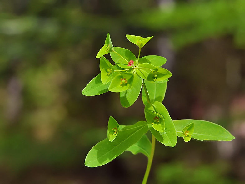 Euphorbia dulcis