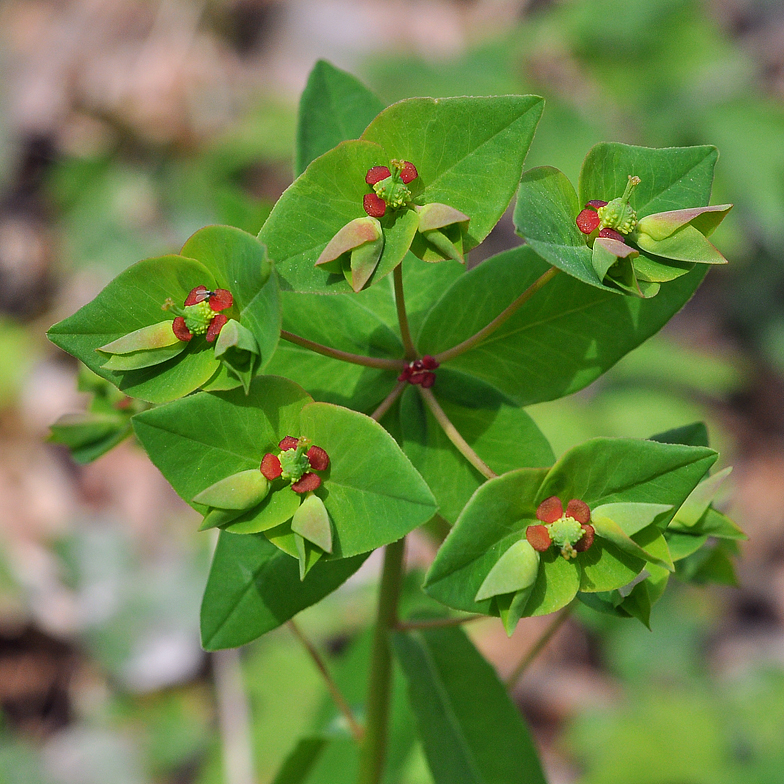 Euphorbia dulcis