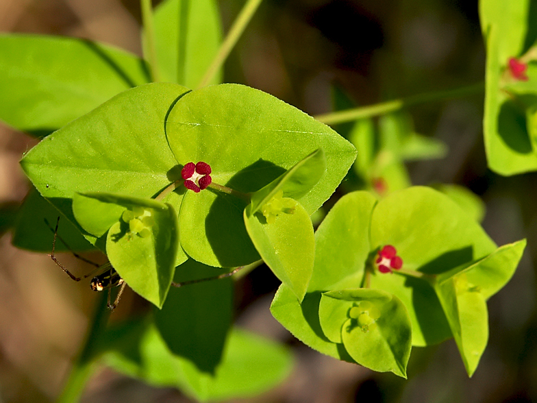 Euphorbia dulcis