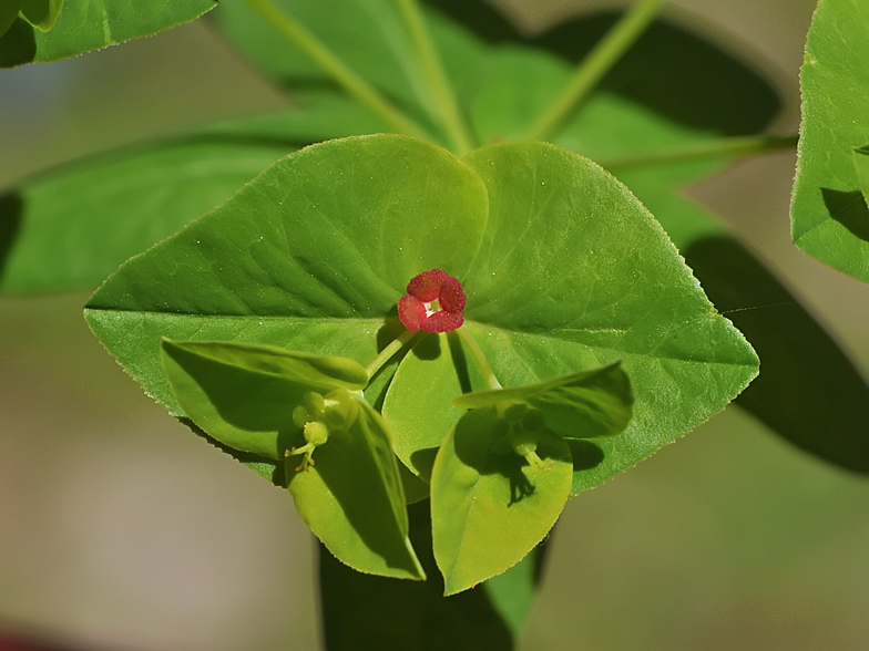 Euphorbia dulcis