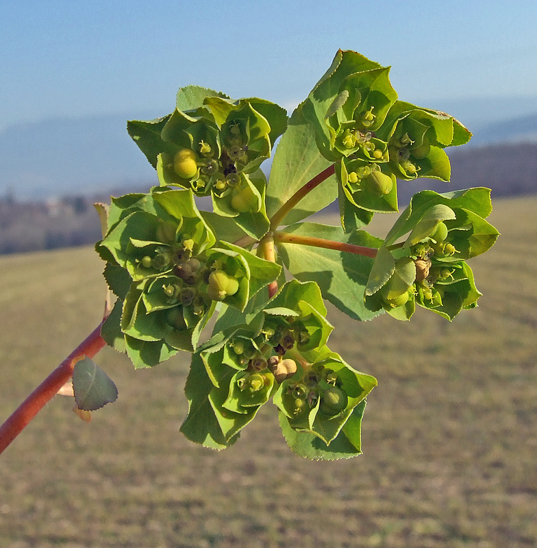 Euphorbia helioscopia