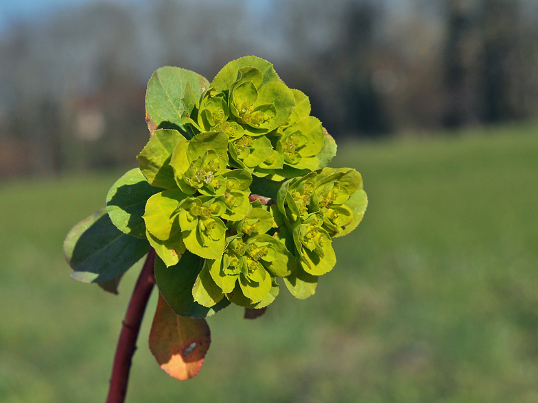 Euphorbia helioscopia