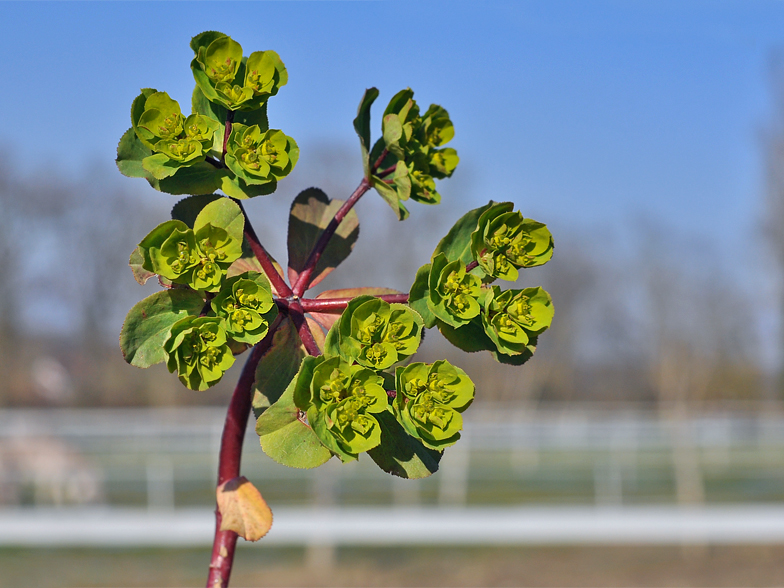 Euphorbia helioscopia