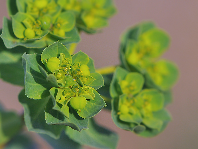 Euphorbia helioscopia