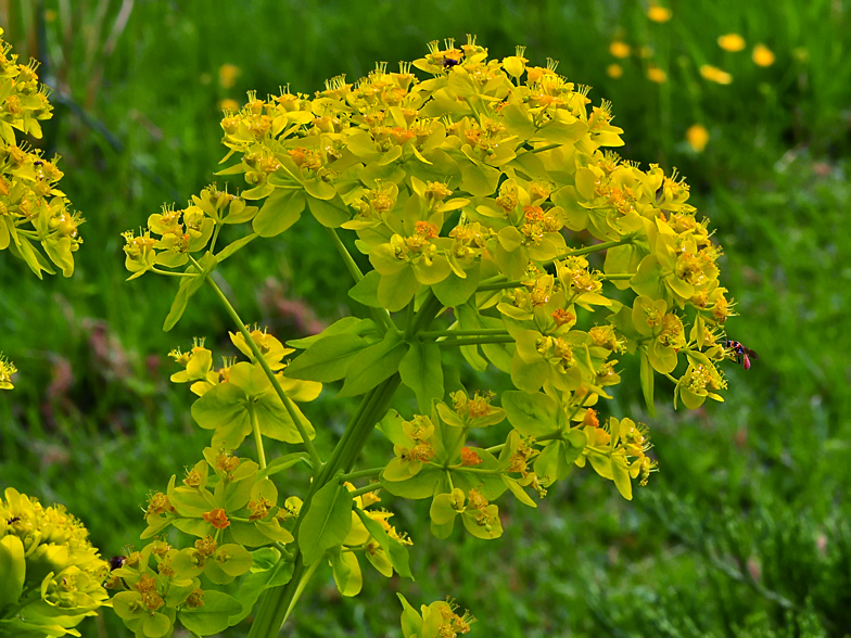 Euphorbia palustris