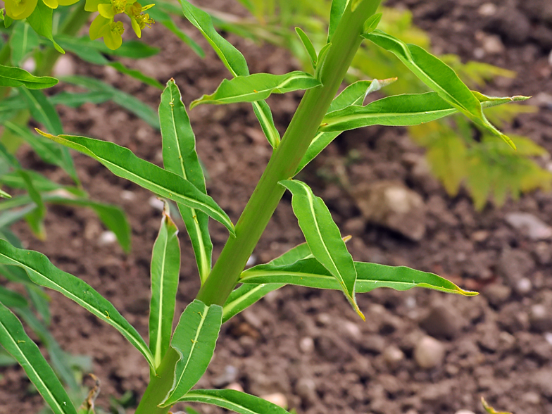 Euphorbia palustris 2