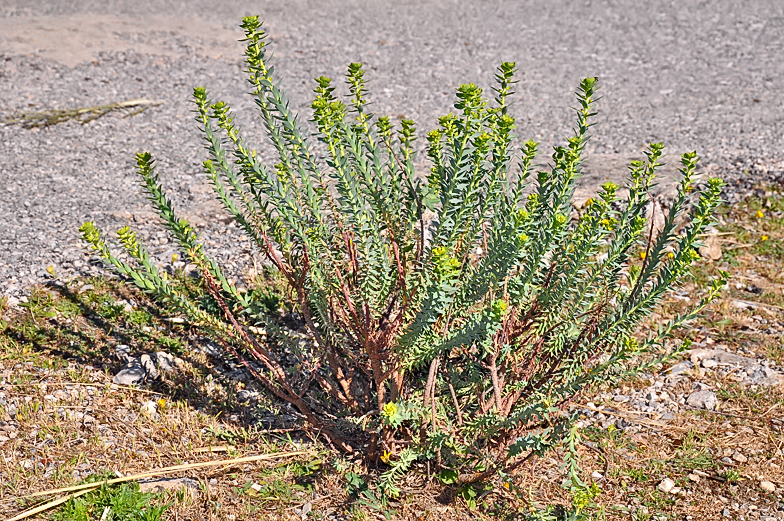 Euphorbia paralias