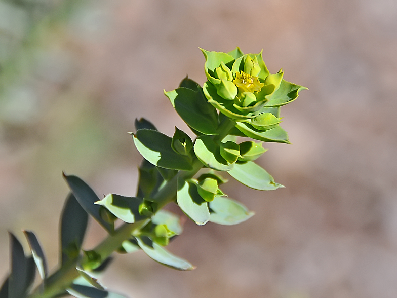 Euphorbia paralias