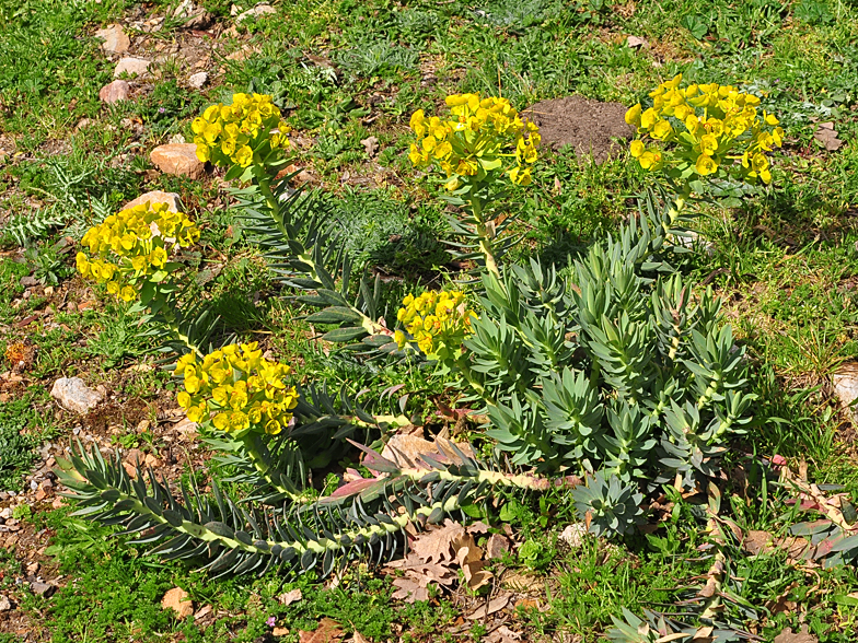 Euphorbia rigida