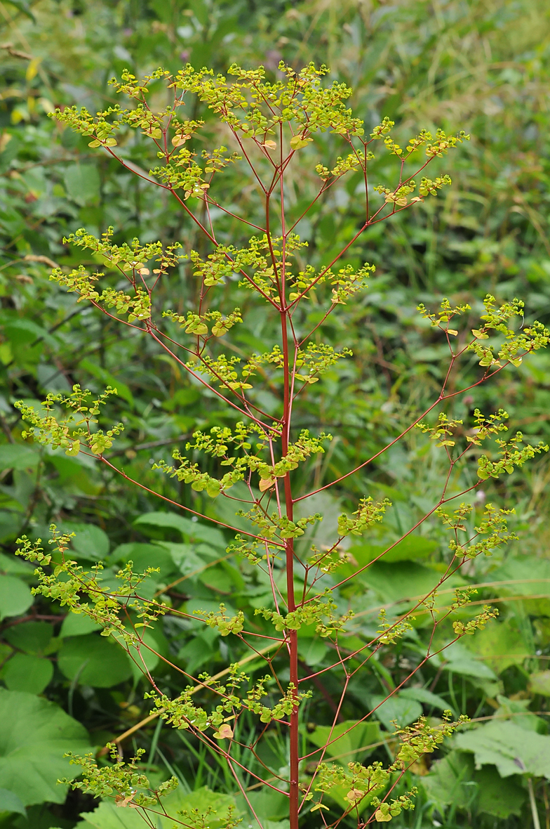 Euphorbia stricta