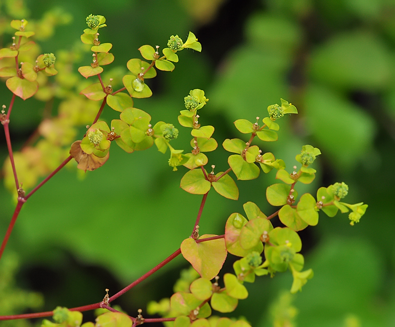 Euphorbia stricta