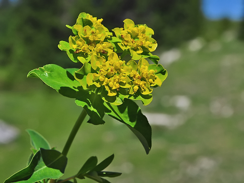 Euphorbia verrucosa