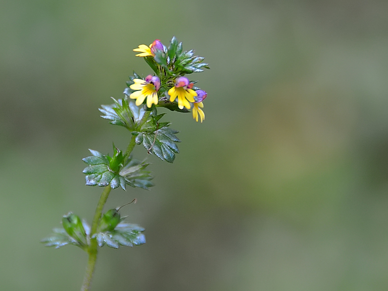 Euphrasia minima