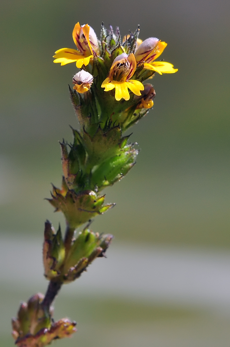 Euphrasia minima