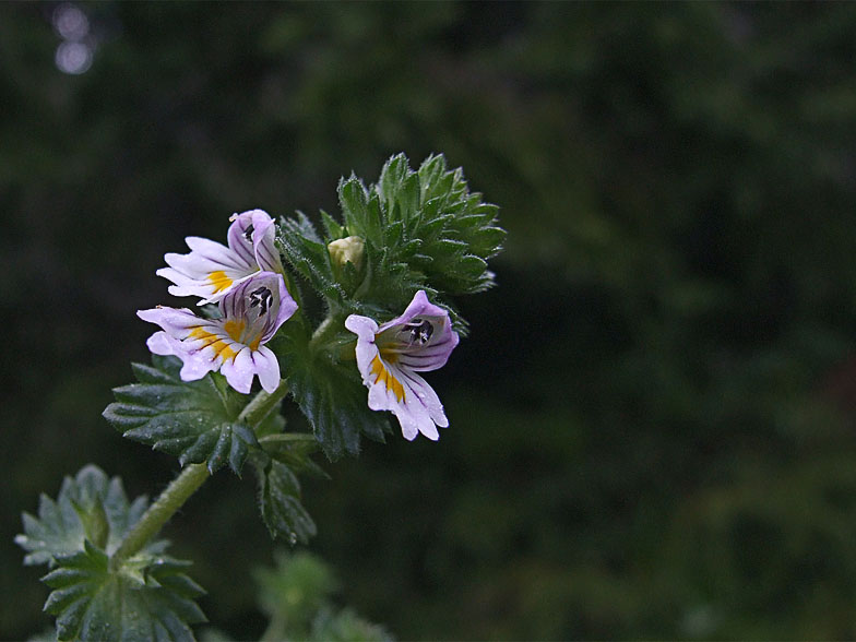 Euphrasia rostkoviana