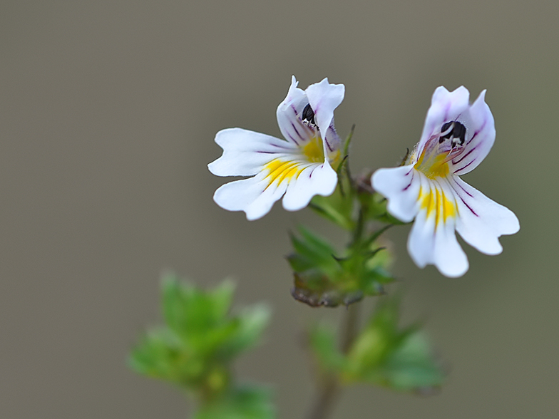 Euphrasia rostkoviana