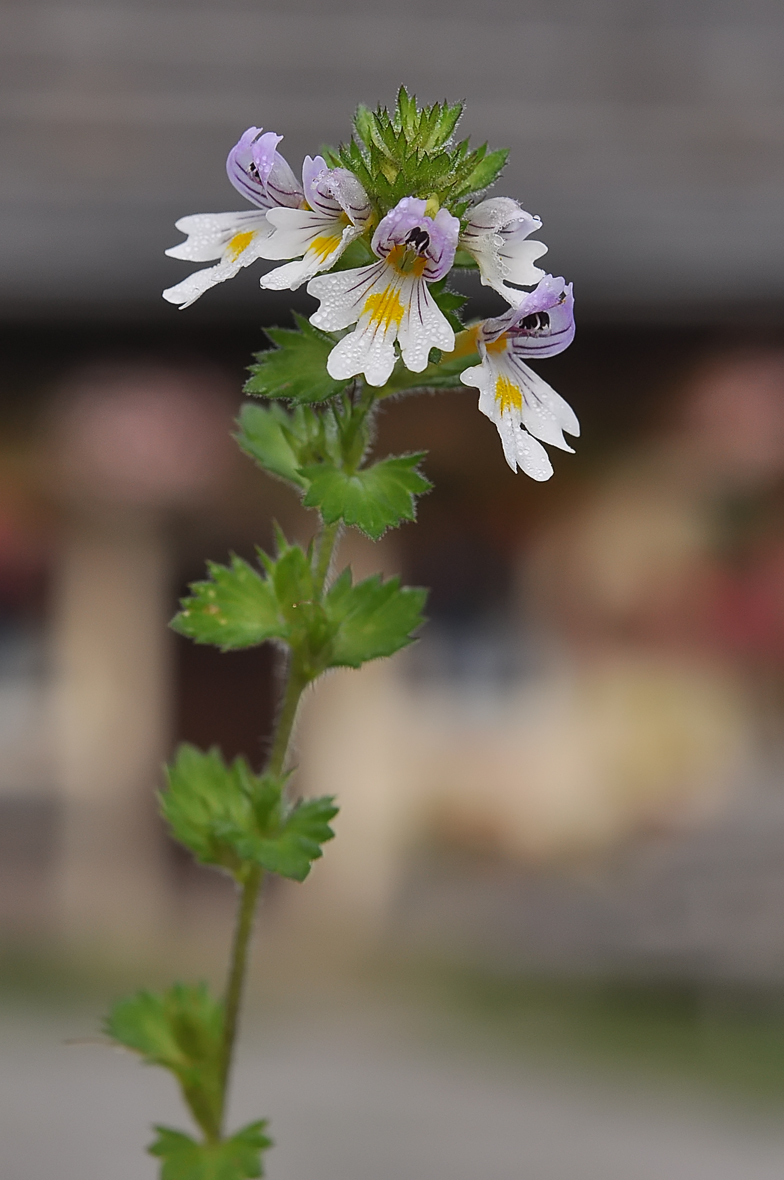 Euphrasia rostkoviana