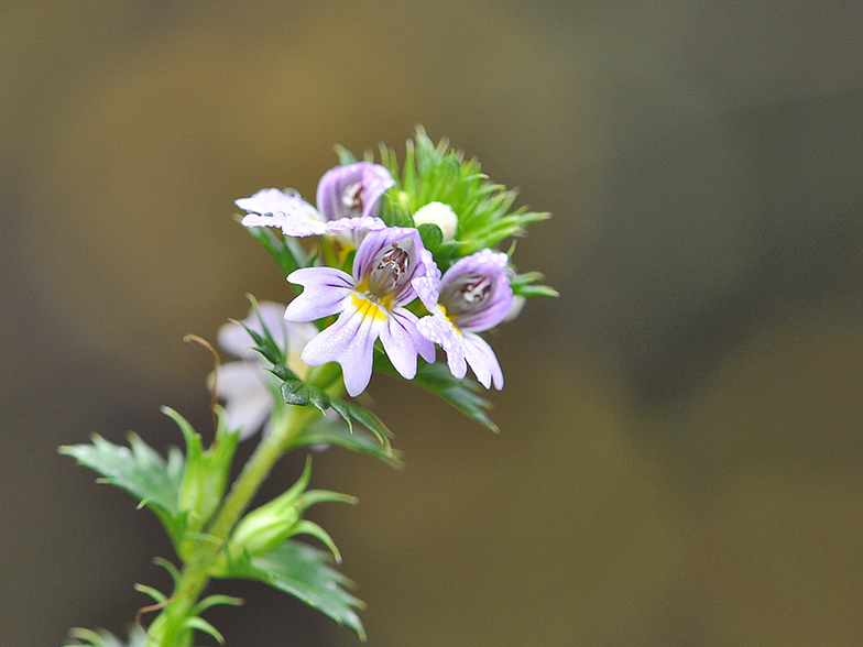 Euphrasia rostkoviana