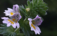 Euphrasia rostkoviana