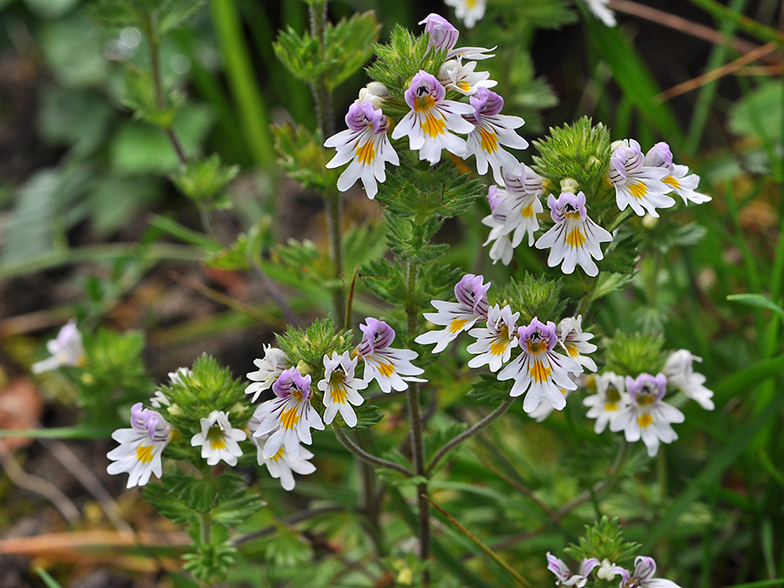 Euphrasia rostkoviana