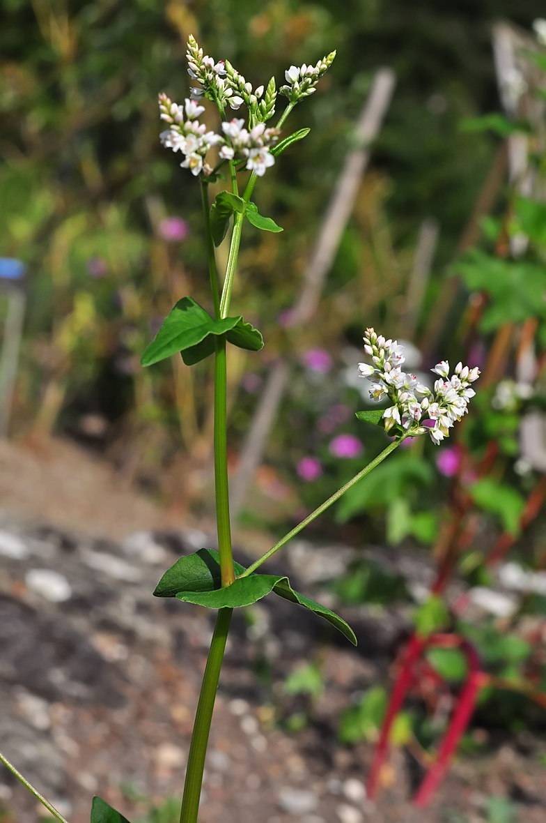 Fagopyrum esculentum