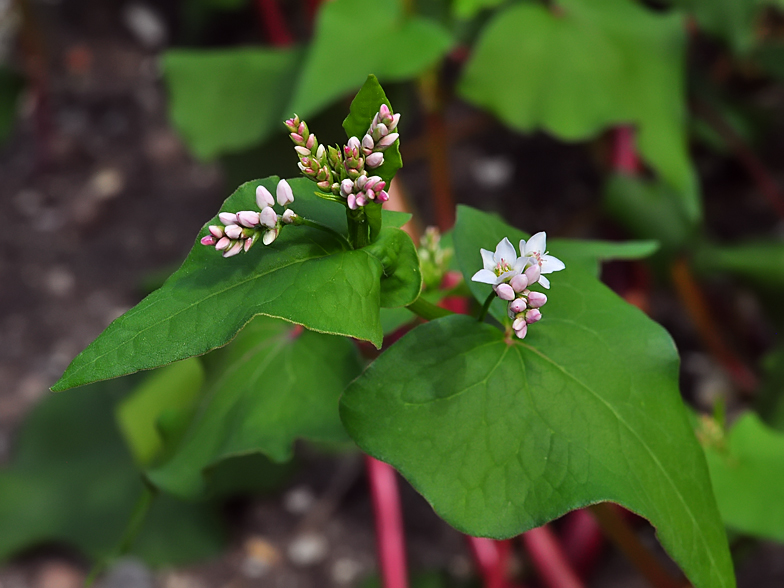 Fagopyrum esculentum