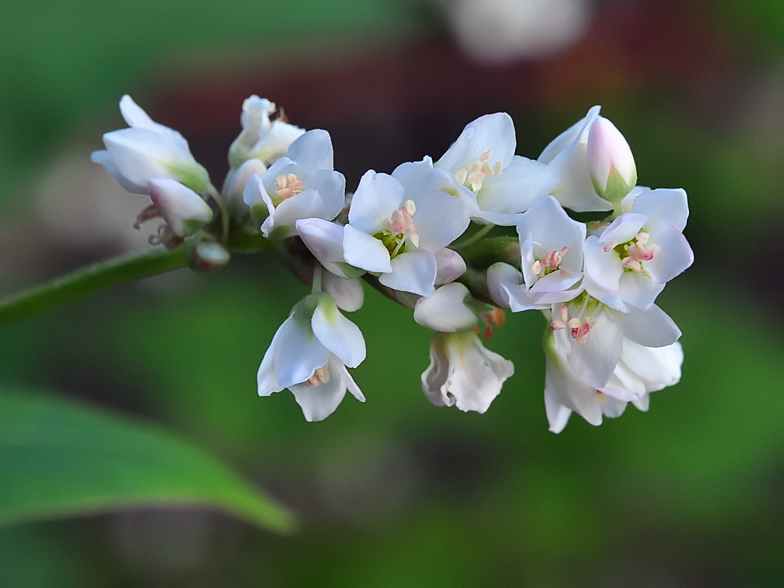 Fagopyrum esculentum