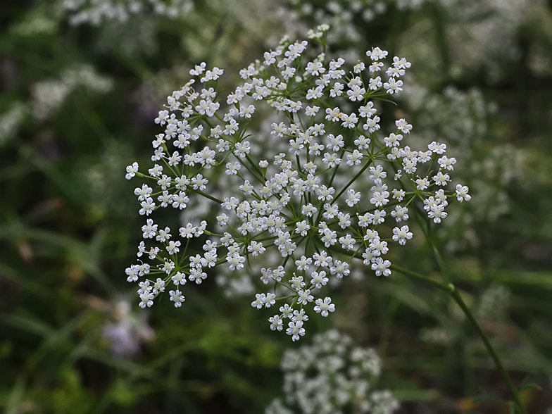 Falcaria vulgaris