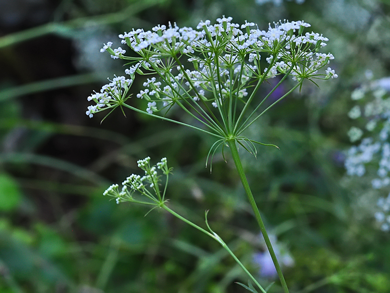 Falcaria vulgaris