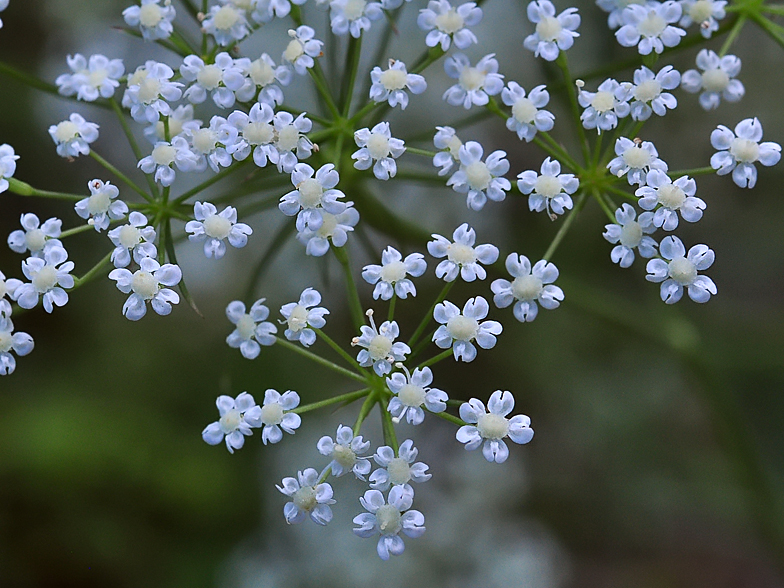 Falcaria vulgaris