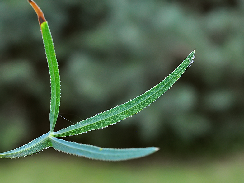 Falcaria vulgaris