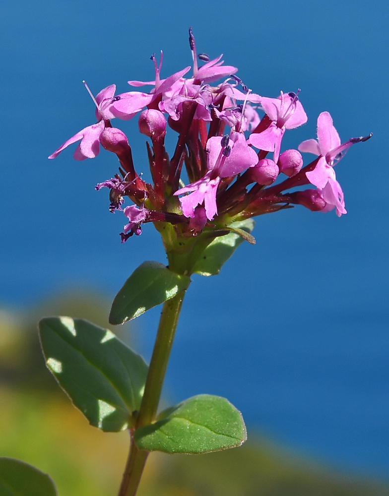 Fedia cornucopiae