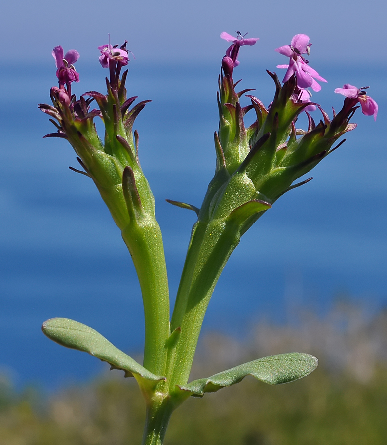 Fedia cornucopiae